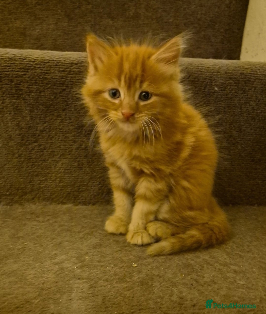 British Shorthair cats for sale: 5 beautiful friendly kittens  - Advert 7