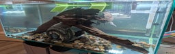Turtle reptiles for sale: Three turtles with the entire set u+loads of extra - Advert 9