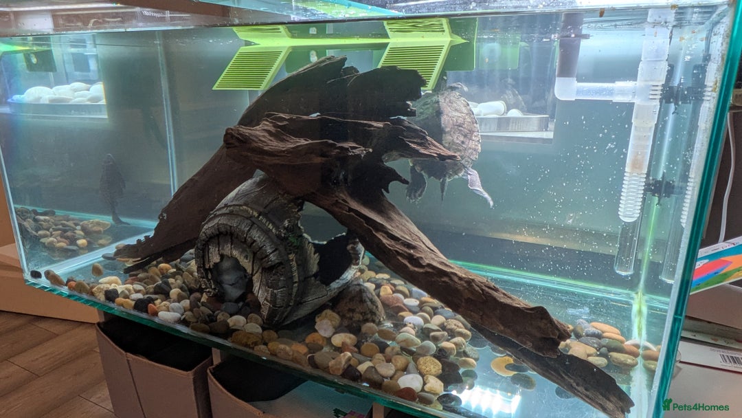 Turtle reptiles for sale: Three turtles with the entire set u+loads of extra - Image 9