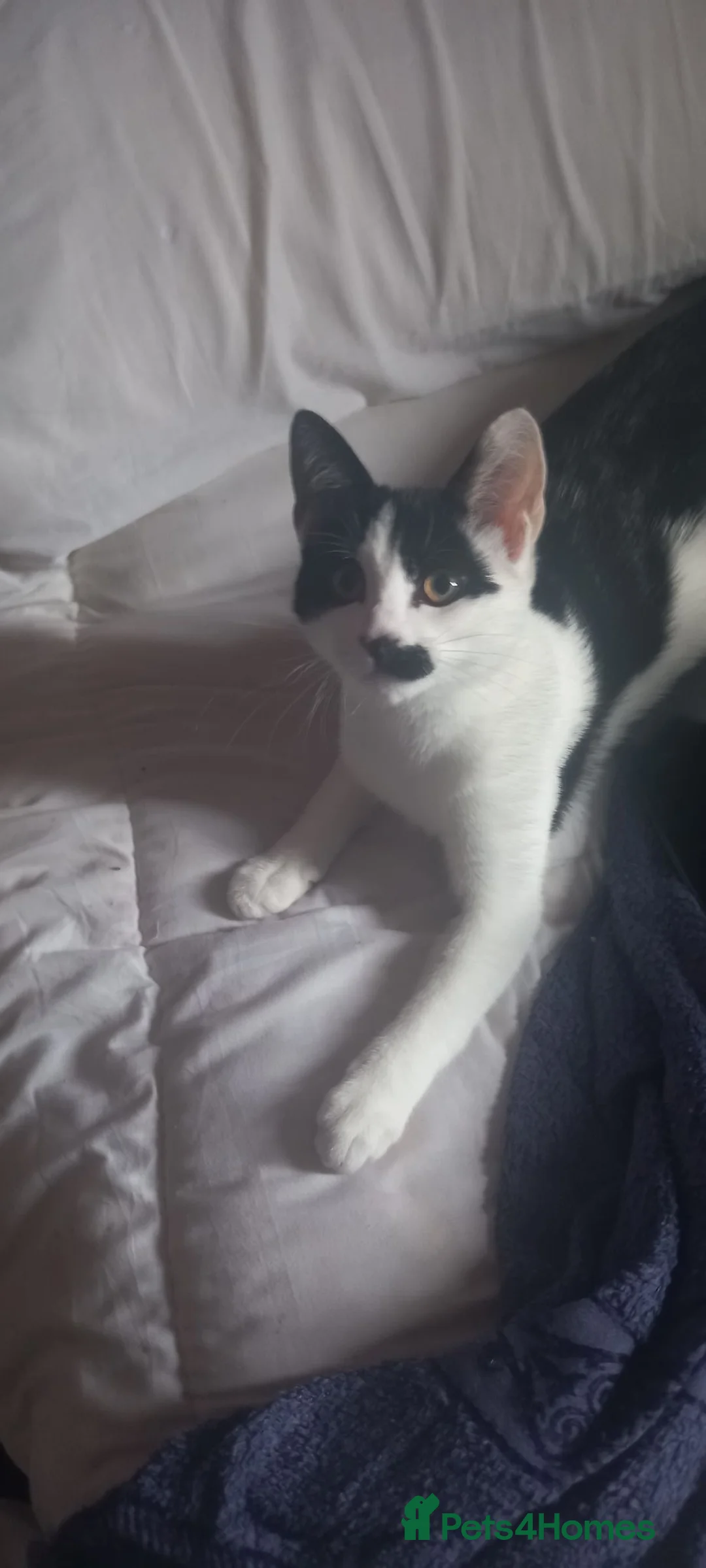 Domestic Shorthair cats for sale: Dolly  - Advert 1