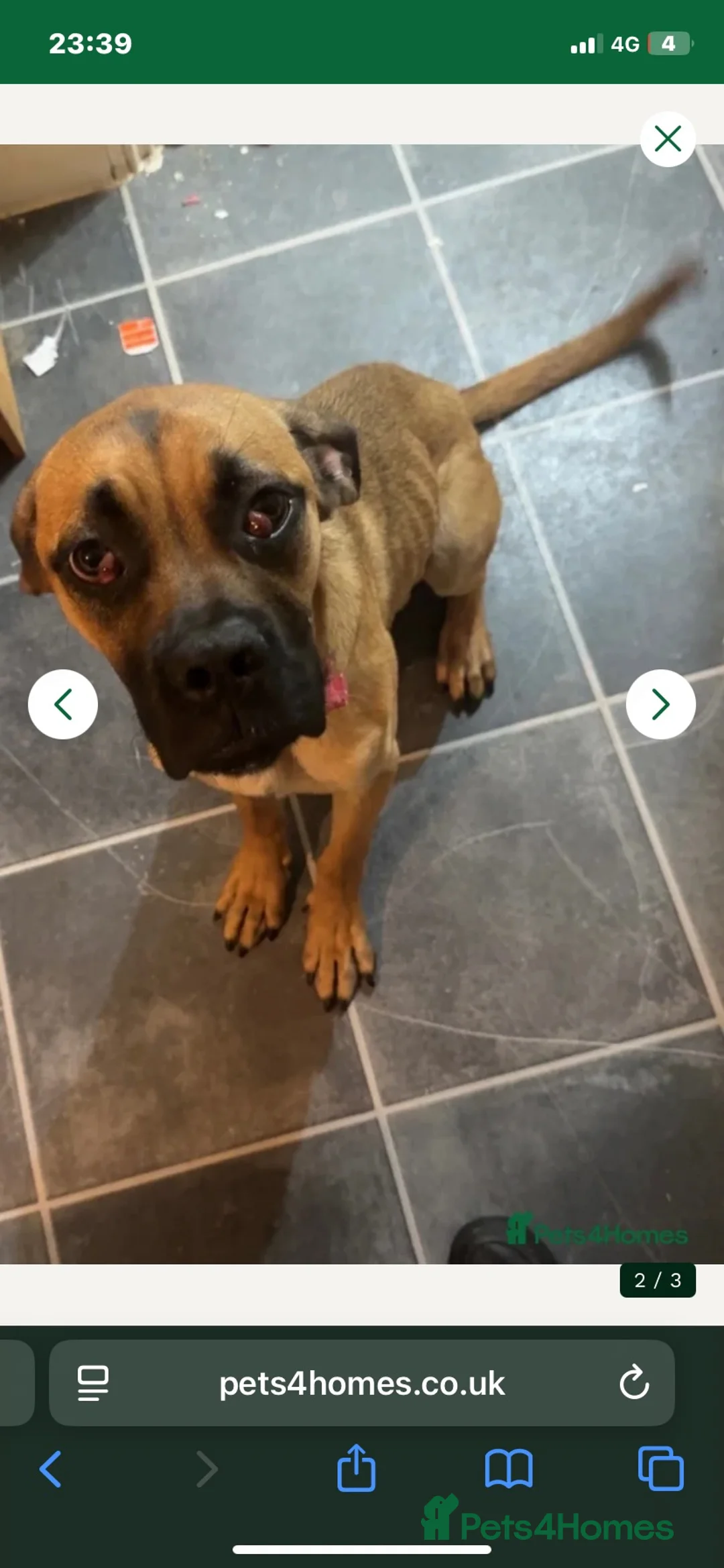 Mixed Breed dogs for sale: Boxer cross  in Herne Bay - Advert 3