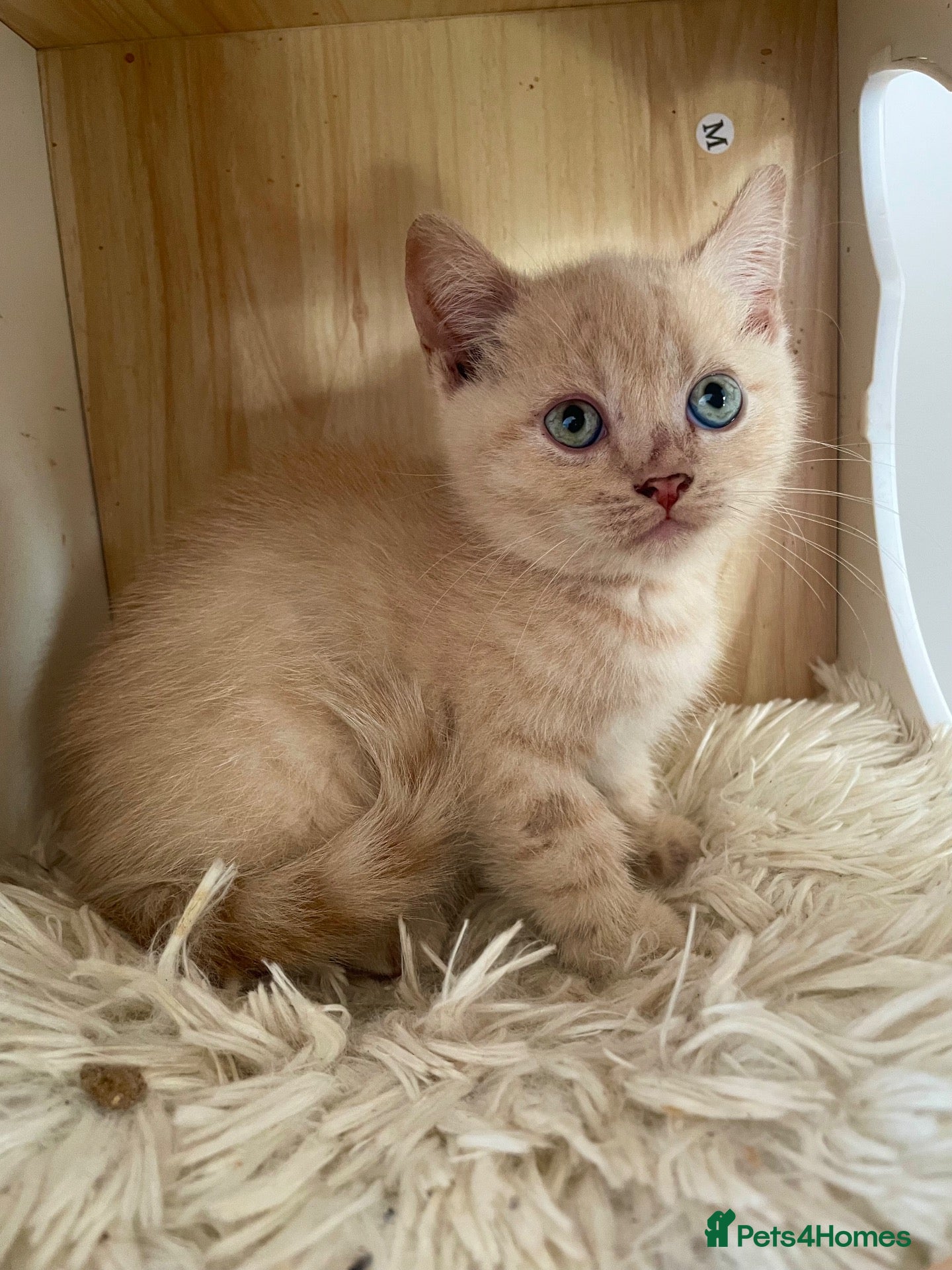 British Shorthair cats British shorthair kittens for sale  - Advert 1
