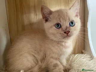 British Shorthair cats British shorthair kittens for sale - Advert 1