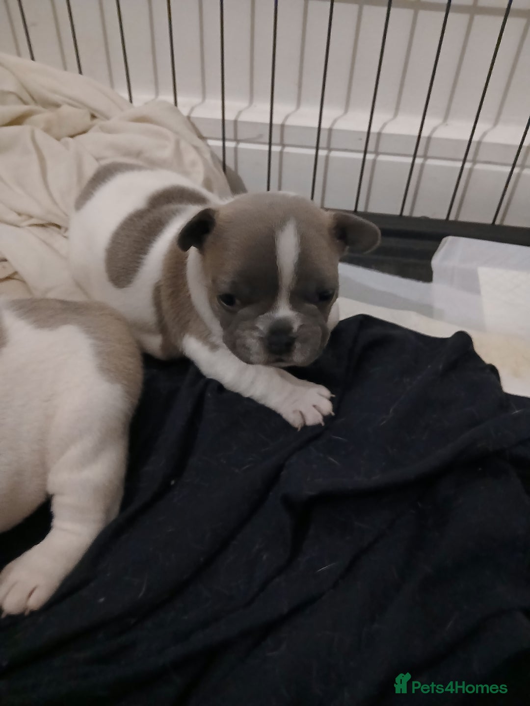 French Bulldog dogs for sale: French bulldog puppies 2 boys 1 girl left in Chatham - Image 22