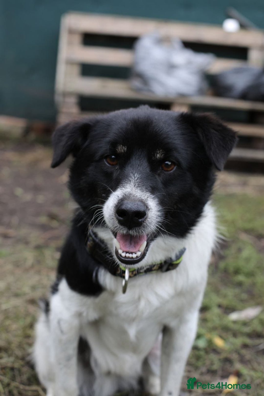 Mixed Breed dogs for adoption: 💙🐶 BOB 🐶💙 - Image 18