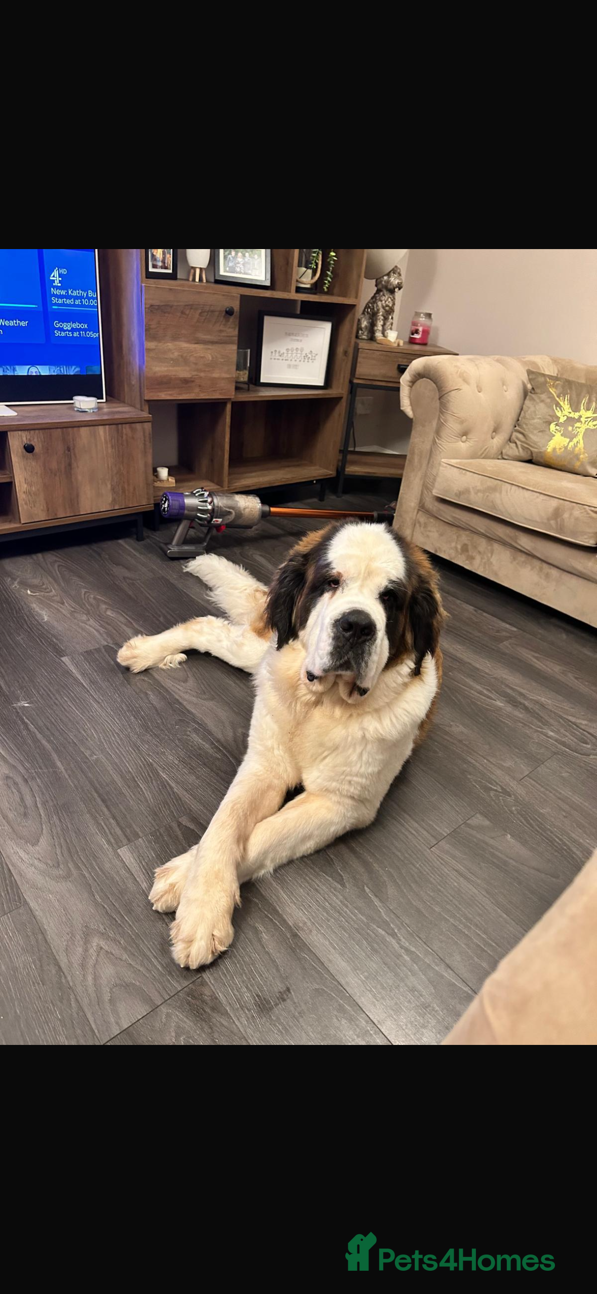 Saint Bernard dogs Heidi - St Bernard  - Advert 1