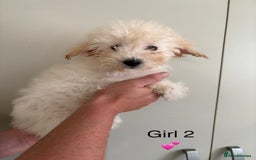 Poochon dogs for sale: Poochon puppies - Image 4