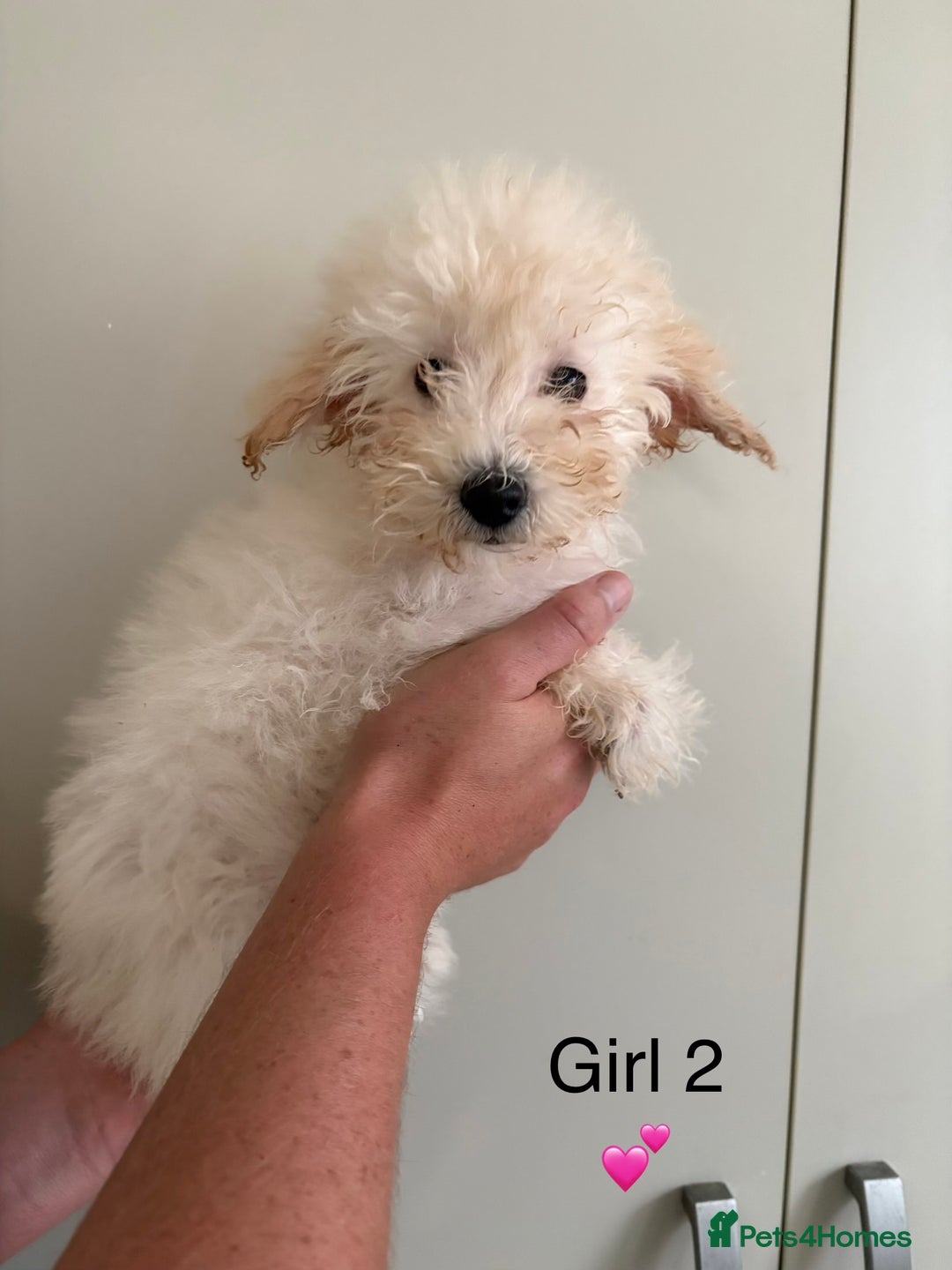 Poochon dogs for sale: Poochon puppies - Image 4