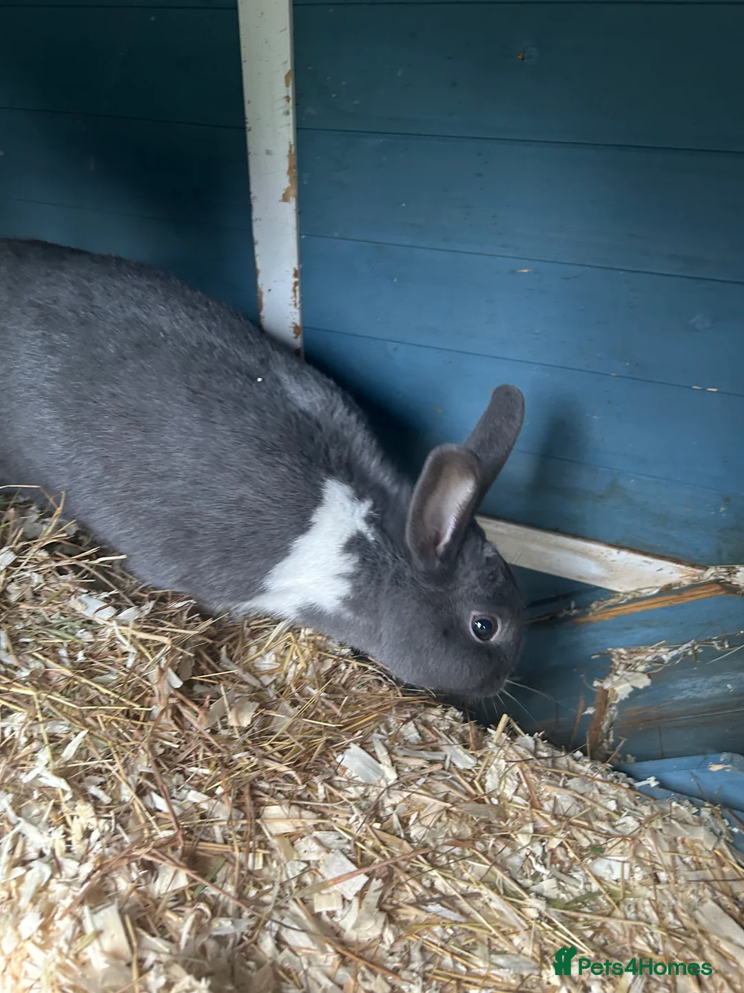 Dutch rabbits for sale: Female Dutch rabbit - Advert 3