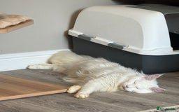Maine Coon cats for sale: RARE STUNNING White Odd Eye Active Queen - Image 4
