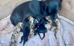 Miniature Dachshund dogs for sale: Miniature Dachshund - 1 Black and tan girl left - Image 27