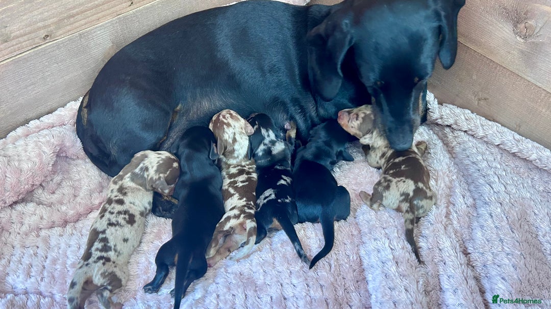 Miniature Dachshund dogs for sale: Miniature Dachshund - 1 Black and tan girl left - Image 27