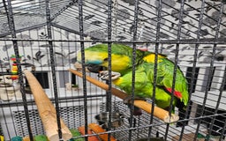 Parrots birds for sale: Amazon  - Image 5