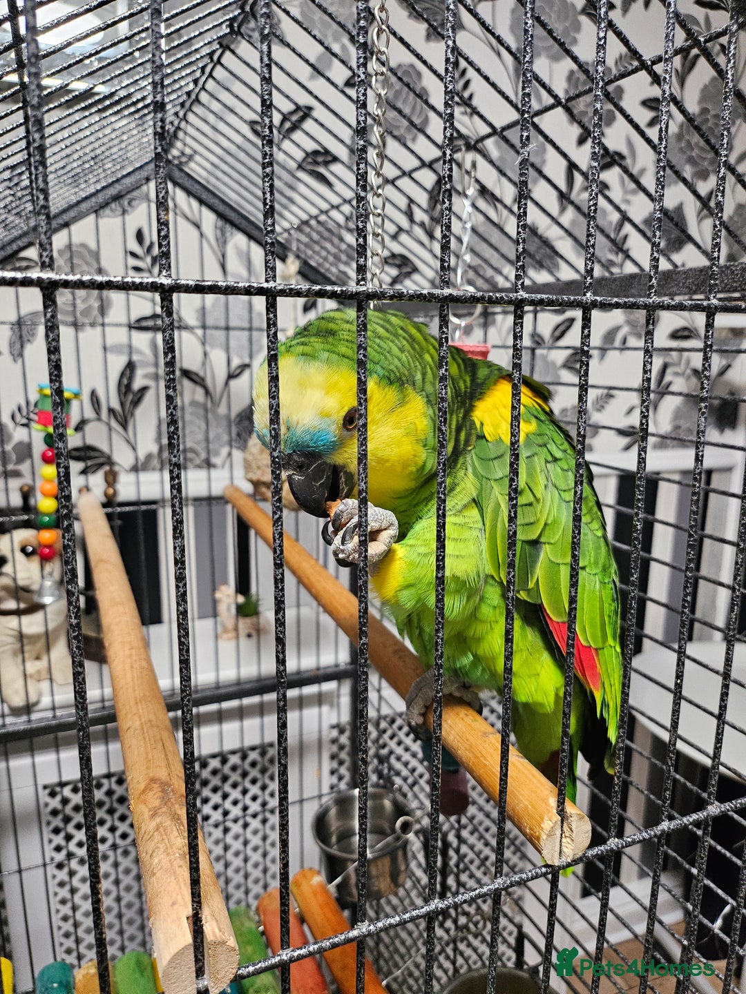 Parrots birds for sale: Amazon  - Image 5