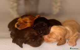 Cocker Spaniel dogs for sale: 🐶🐾beautiful show cocker spaniel puppy’s 🐶🐾 - Image 9