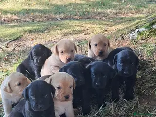 Labrador Retriever dogs Gorgeous KC registered puppies. - Advert 1