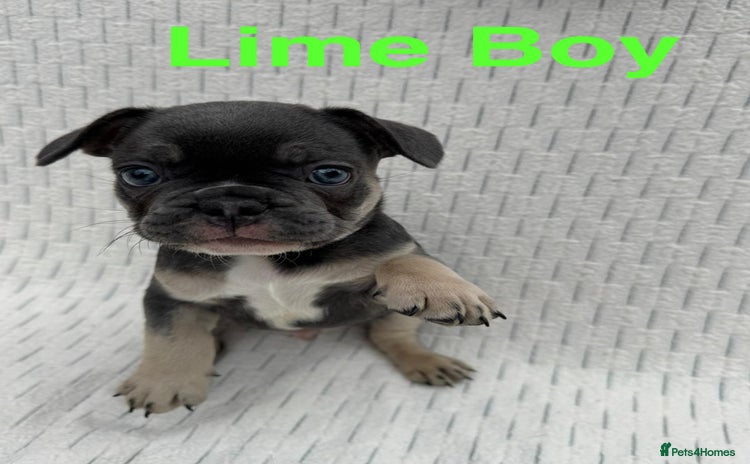 French Bulldog dogs - Advert 7