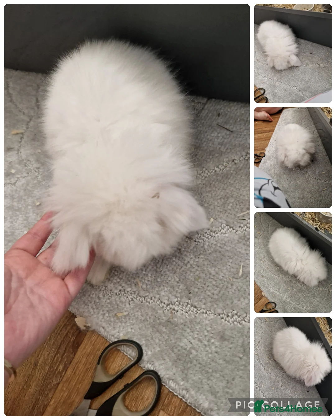 Mini Lion Lop rabbits for sale: 2 beautiful little bucks ready to go  - Advert 2