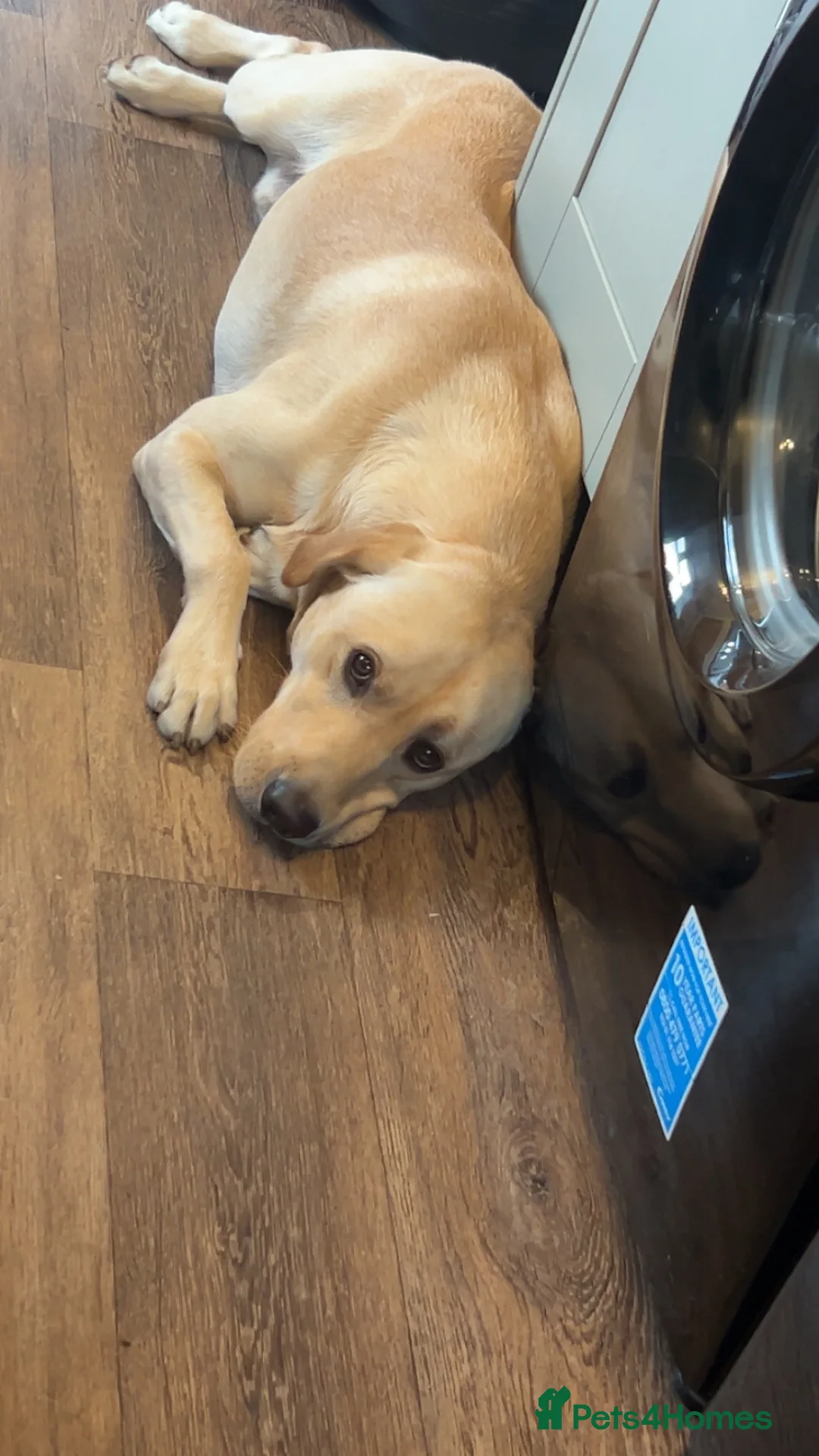 Labrador Retriever dogs for sale: Elliot the Labrador  - Advert 5