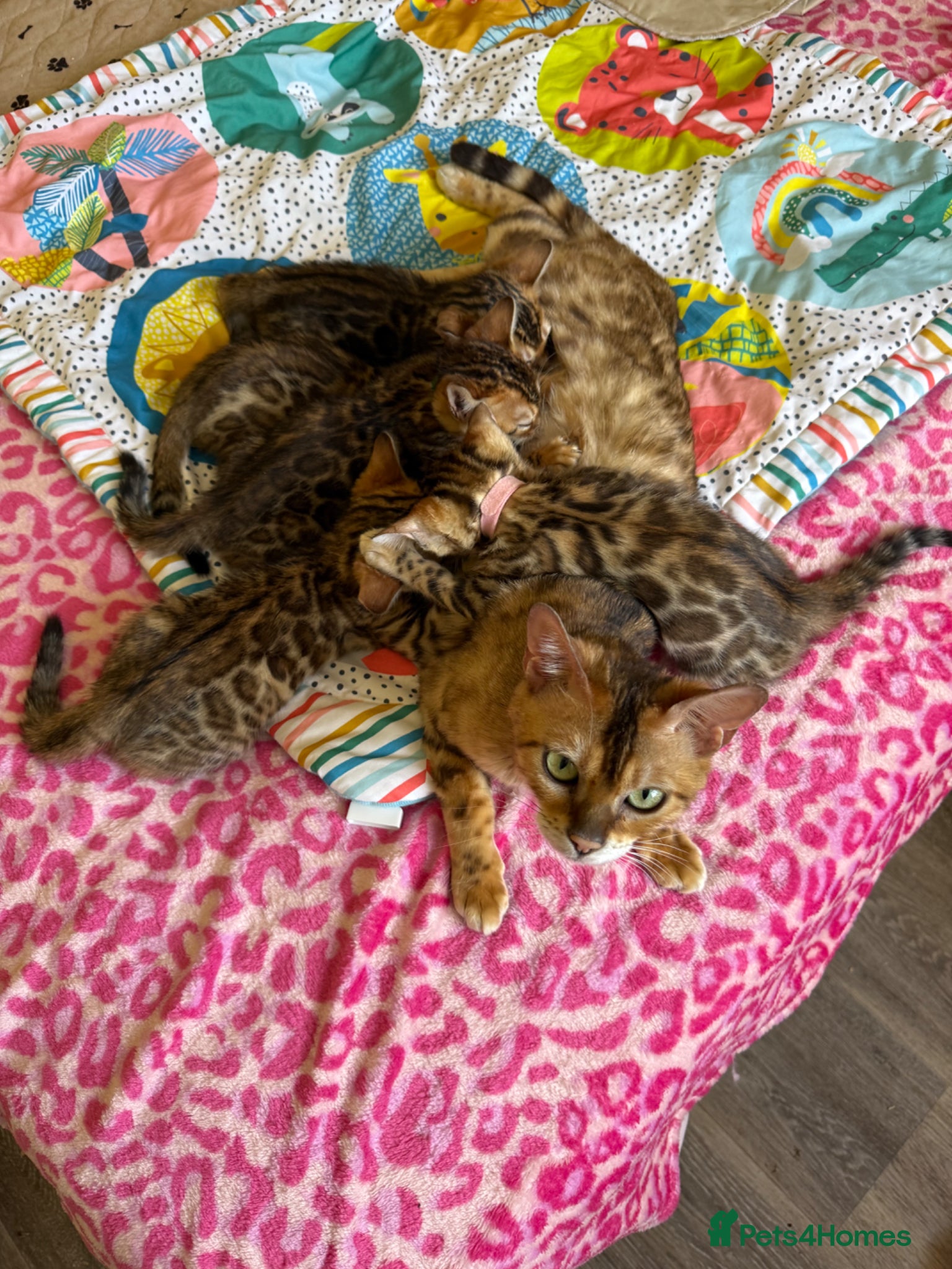 Bengal cats Stunning 🔥 TICA 🐾 Health Tested Bengals  - Advert 1