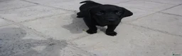 Labrador Retriever dogs for sale: 2 Gorgeous male playful puppies looking for homes - Advert 8