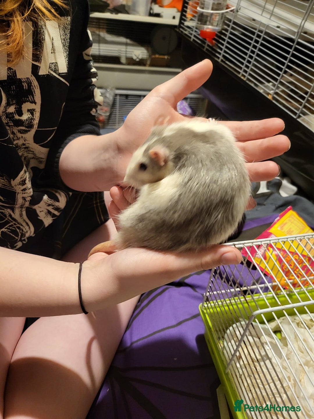 Rat rodents for sale: Rats for sale  - Image 6