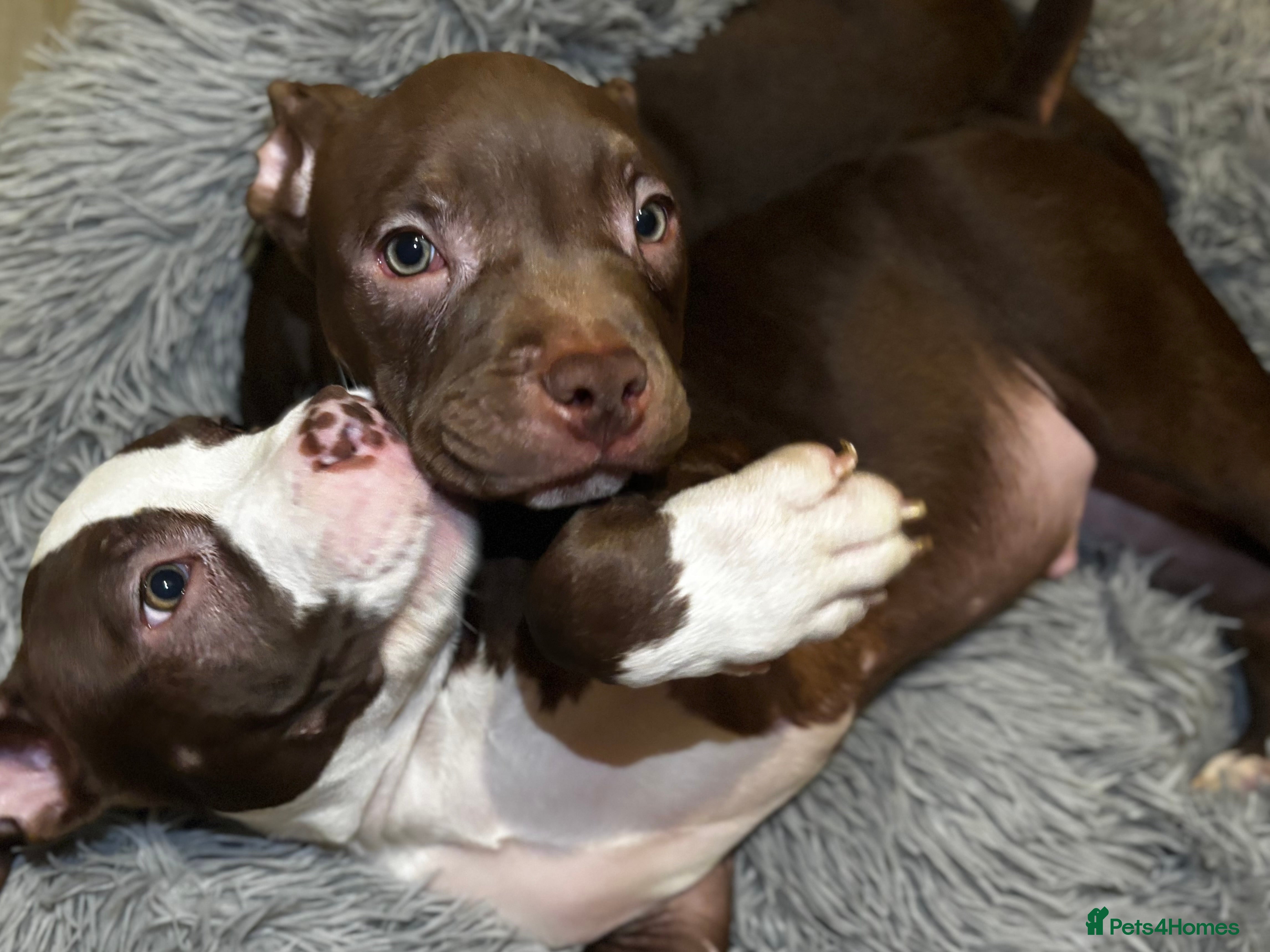 American Bully dogs American Pocket Bully Pups - Advert 14