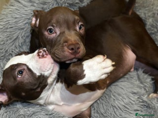 American Bully dogs - Advert 5