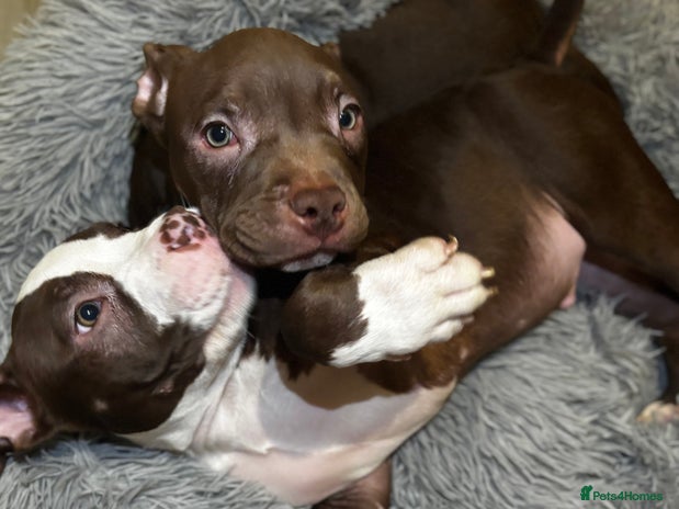 American Bully dogs - Advert 10