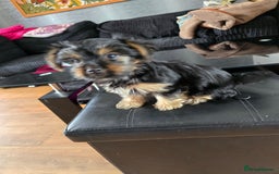Yorkshire Terrier dogs for sale: Yorkshire terriers puppy's  - Image 6