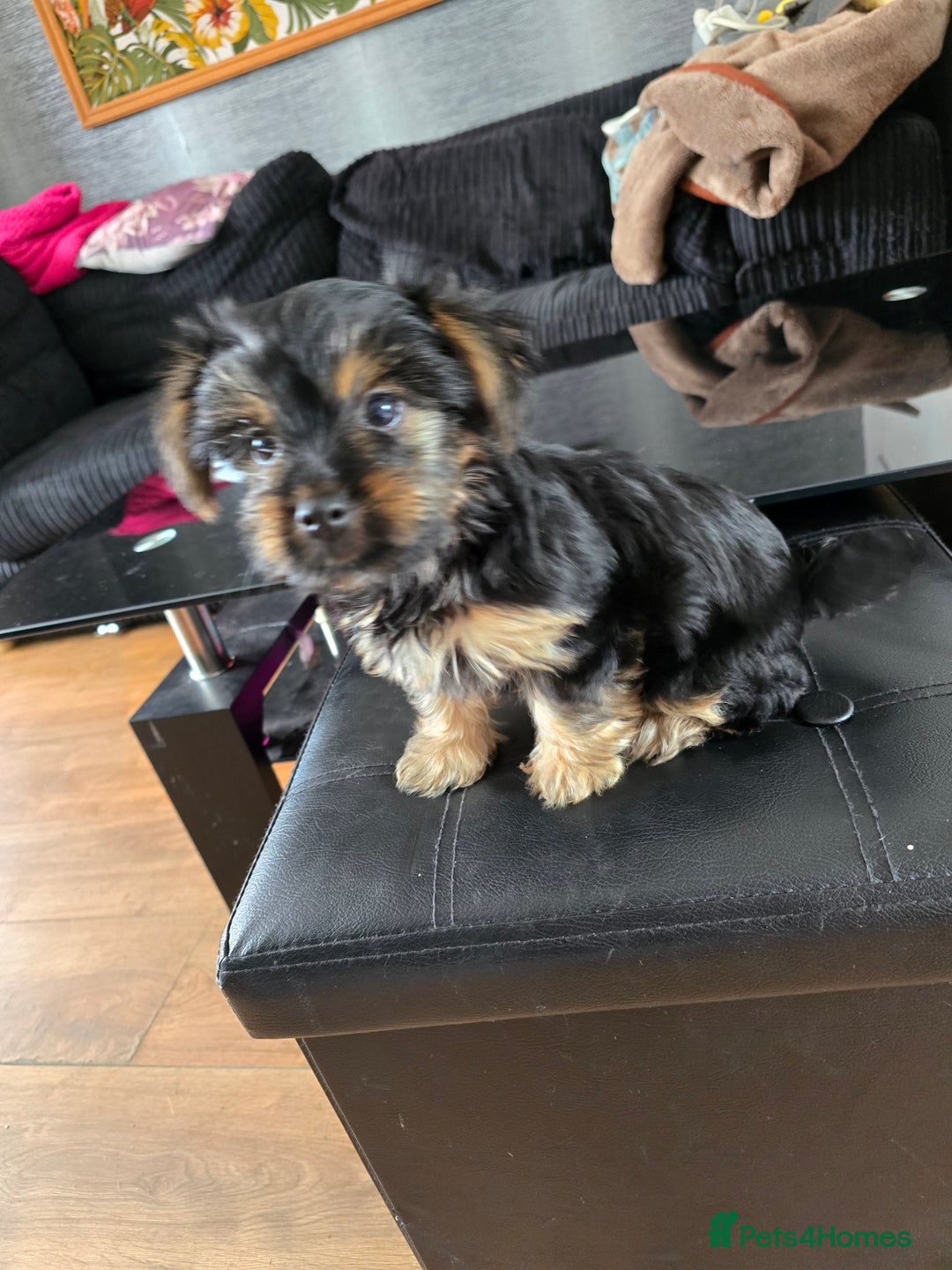 Yorkshire Terrier dogs for sale: Yorkshire terriers puppy's  - Image 6