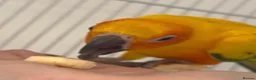 Conures birds for sale: Sun Conure Rehoming!  - Advert 15