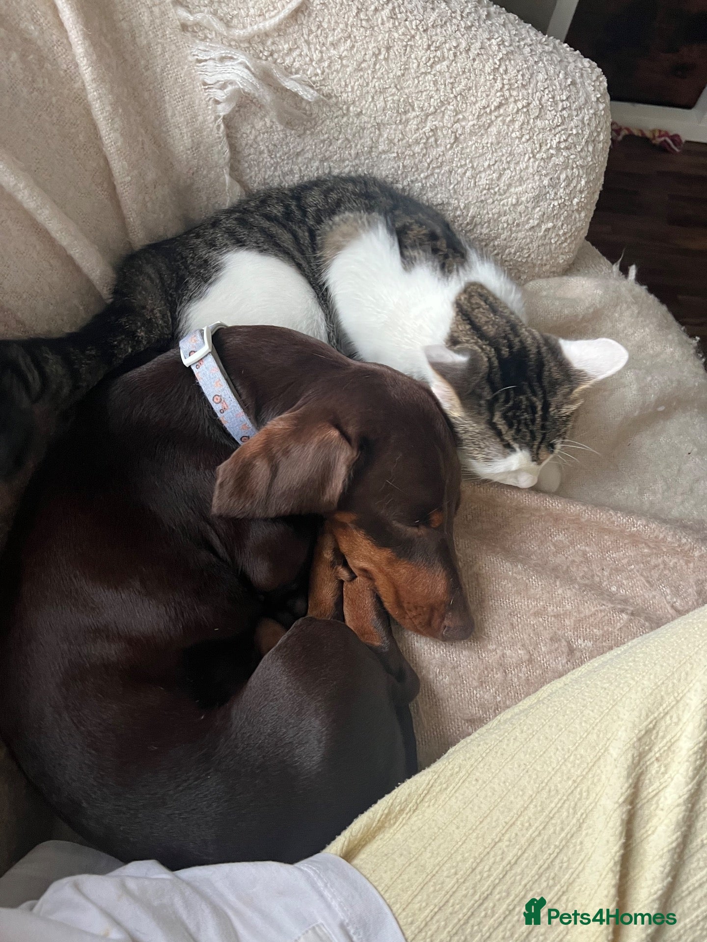 Miniature Dachshund dogs Frank - Advert 1