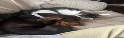 Miniature Dachshund dogs for sale: Frank - Advert 1