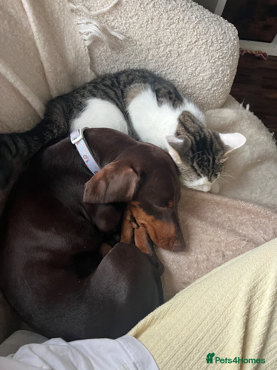 Miniature Dachshund dogs for sale: Frank - Advert 1