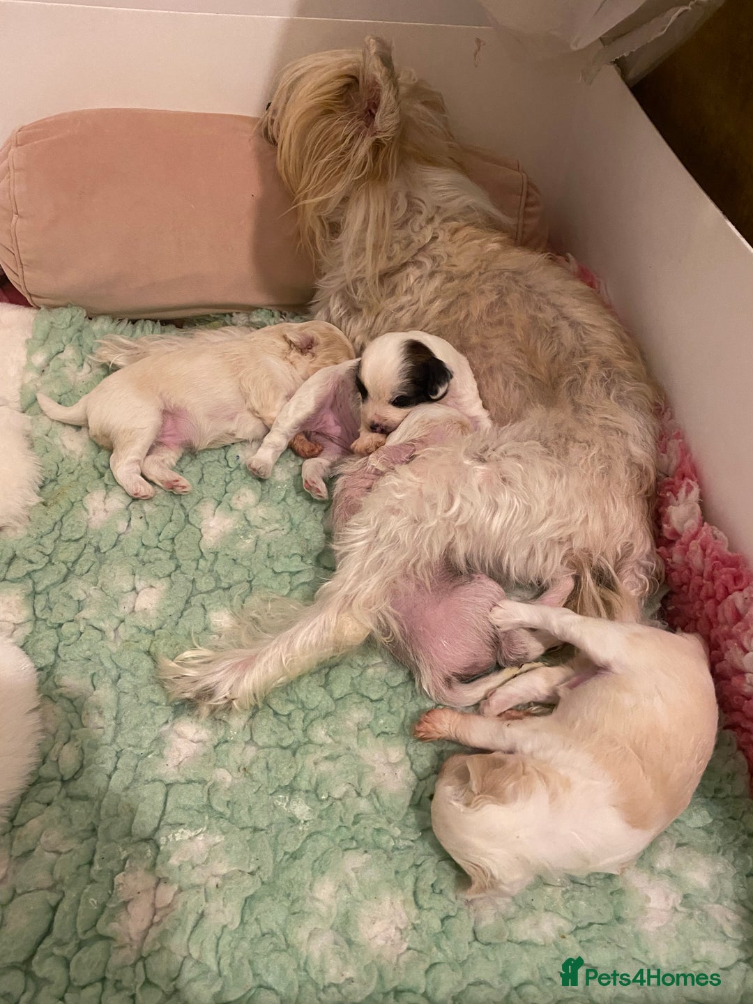 Chinese Crested dogs for sale: Chinese Crested puppies - Advert 3