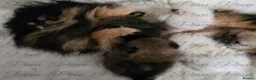 Pomeranian dogs for sale: Ultra Teddy Bear Pomeranian Puppies - Advert 17