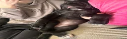 Cane Corso dogs for sale: CANE CORSO puppies ready to leave  - Advert 2