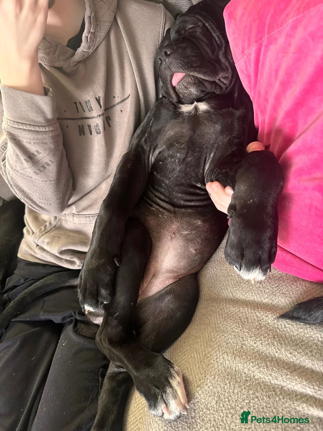 Cane Corso dogs for sale: CANE CORSO puppies ready to leave  - Advert 2