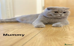 Scottish Fold cats for sale: Scottish fold - Image 10