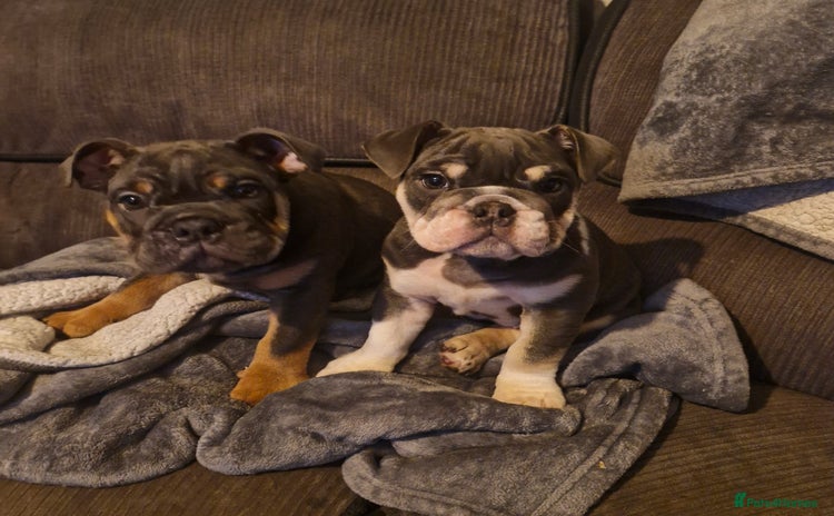 English Bulldog dogs - Advert 6
