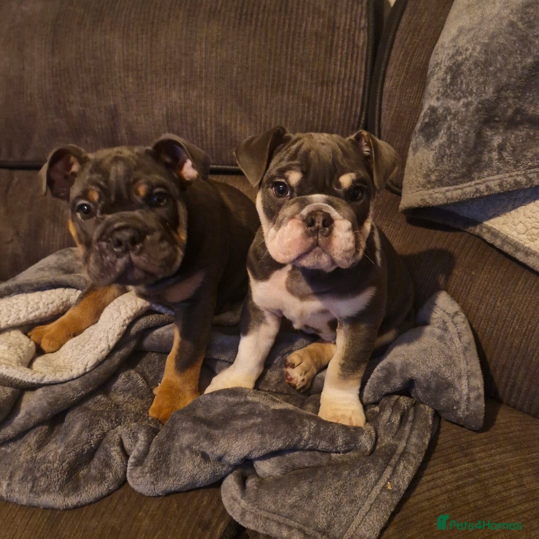 English Bulldog dogs for sale: Blue tri coloured bulldog puppys - Image 1