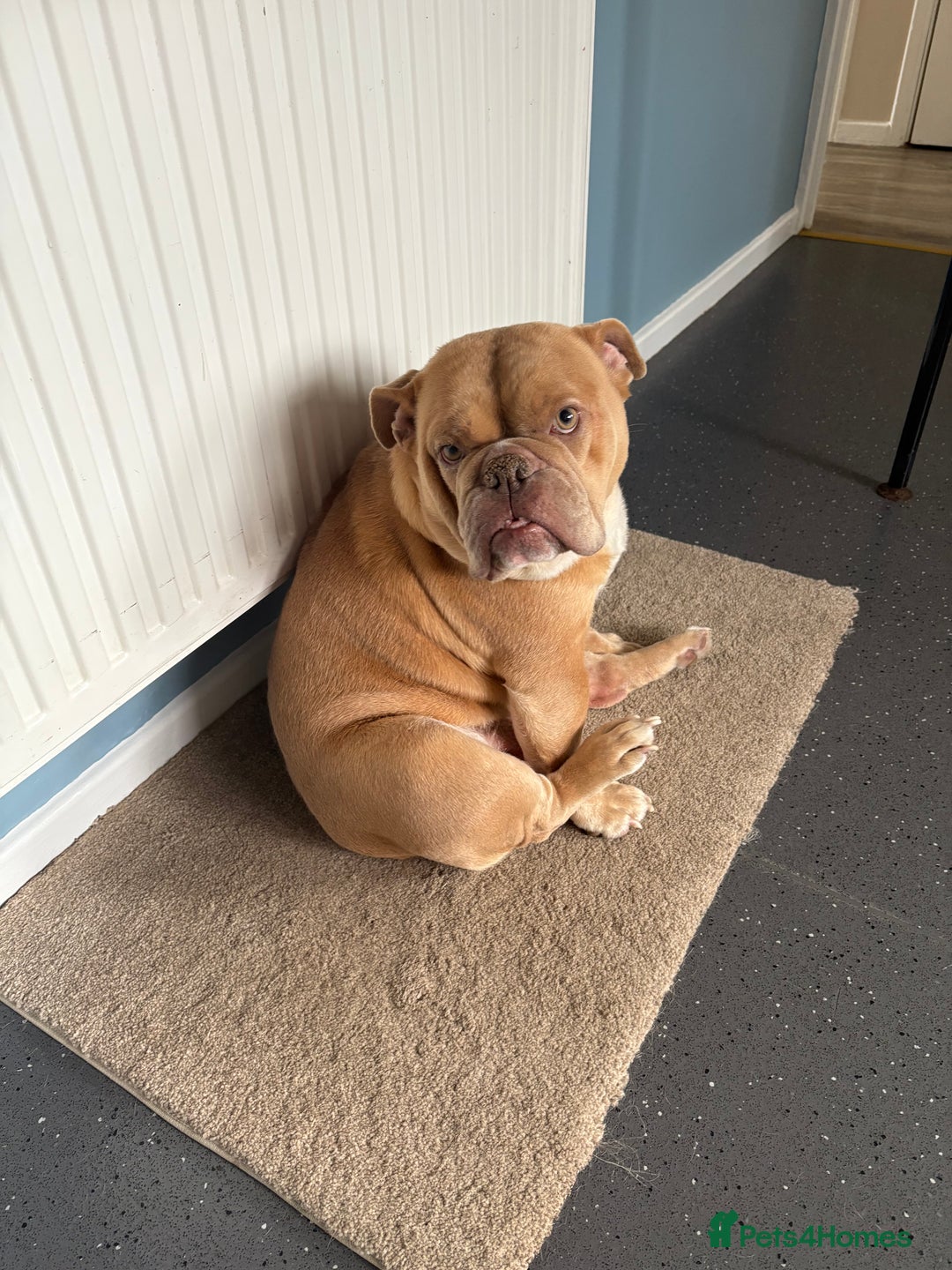 English Bulldog dogs for sale: pepper - Image 1