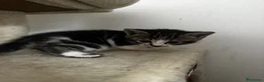Mixed Breed 5