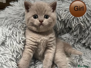 British Shorthair cats Beautiful kittens 🐱💕 - Advert 7