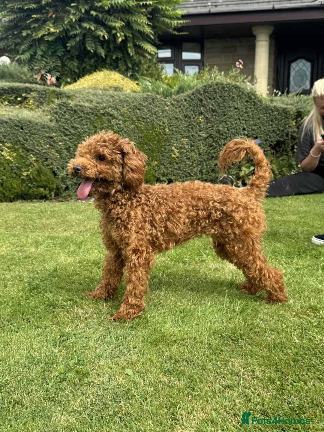 Toy Poodle dogs for sale: Toy poodle puppies looking for their forever home  - Image 19