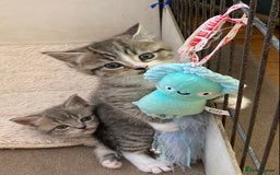 Exotic cats for sale: Exotic x kittens - Image 14
