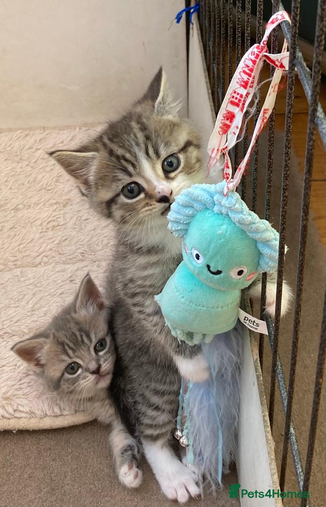 Exotic cats for sale: Exotic x kittens - Image 14