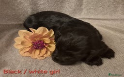 Cocker Spaniel dogs for sale: Exceptional KC Reg Working Cocker Spaniel Puppies - Image 16