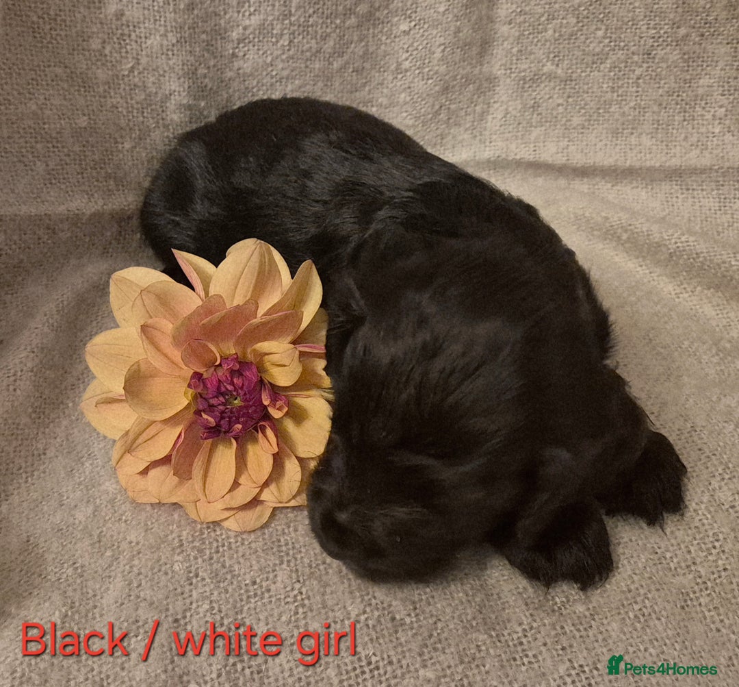 Cocker Spaniel dogs for sale: Exceptional KC Reg Working Cocker Spaniel Puppies - Image 16